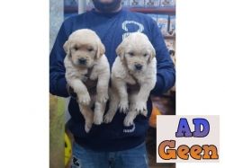 Show Quality Golden Rativer Pupies Avalible